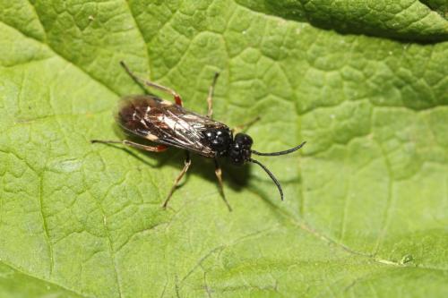 Réf. 310 248 : Allantus melanarius